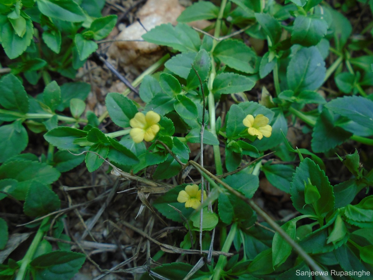 Mecardonia procumbens (Mill.) Small